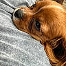 Amber Renee is registered to the contest to win money with this photo: dog, close_up, resting, brown_fur, nose, eye, whiskers, texture, fabric, grey, fur, pet, animal, domestic_animal, relaxed, sleepy, portrait, indoor, cute, calm