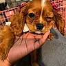 adorable, animal, bow, brown_dog, closeup, cute, dog, ears, face, fur, furniture, hand, indoor, paw, pet, pink_bow, playpen, puppy, winking, young_dog