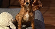 Amber Renee is registered to the contest to win money with this photo: dog, puppy, brown_dog, long_ears, sitting, indoor, couch, stuffed_animal, toy, grey_couch, pet, animal, close_up, blurred_background, wooden_floor, soft_lighting, cute, domestic, companion, furniture