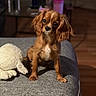dog, puppy, brown_dog, long_ears, sitting, indoor, couch, stuffed_animal, toy, grey_couch, pet, animal, close_up, blurred_background, wooden_floor, soft_lighting, cute, domestic, companion, furniture