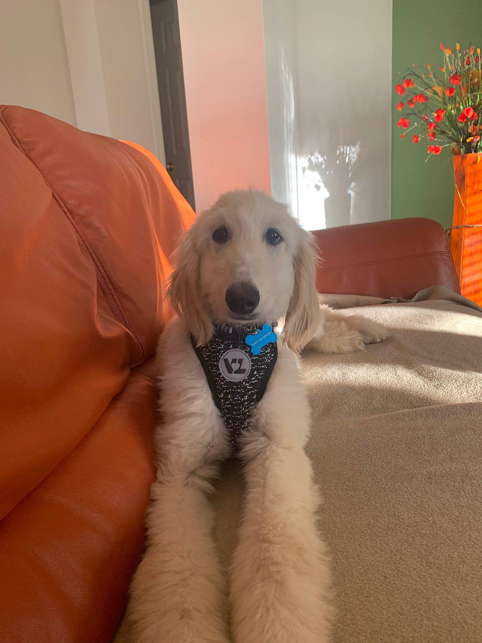Barfi joined the competition — help win amazing prizes! akbash_dog, canidae, carnivore, companion_dog, dog, dog_breed, fawn, fur, golden_retriever, kuvasz, livestock_guardian_dog, mammal, maremma_sheepdog, paw, puppy, rare_breed_dog, retriever, snout, sporting_group, vertebrate