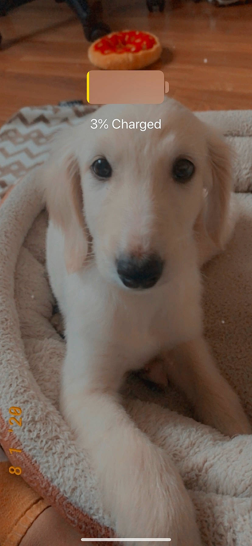 Barfi is registered to the contest to win money with this photo: canidae, carnivore, companion_dog, dog, dog_breed, fawn, labrador_retriever, mammal, nose, puppy, rare_breed_dog, snout, sporting_group, vertebrate