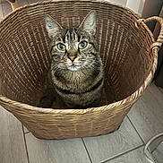 Molly participe au concours pour gagner de l'argent avec cette photo : cat, tabby_cat, basket, indoor, floor, tile_floor, curtains, furniture_leg, pet, animal, whiskers, ears, eyes, looking, sitting, cozy, home, domestic, cute, feline