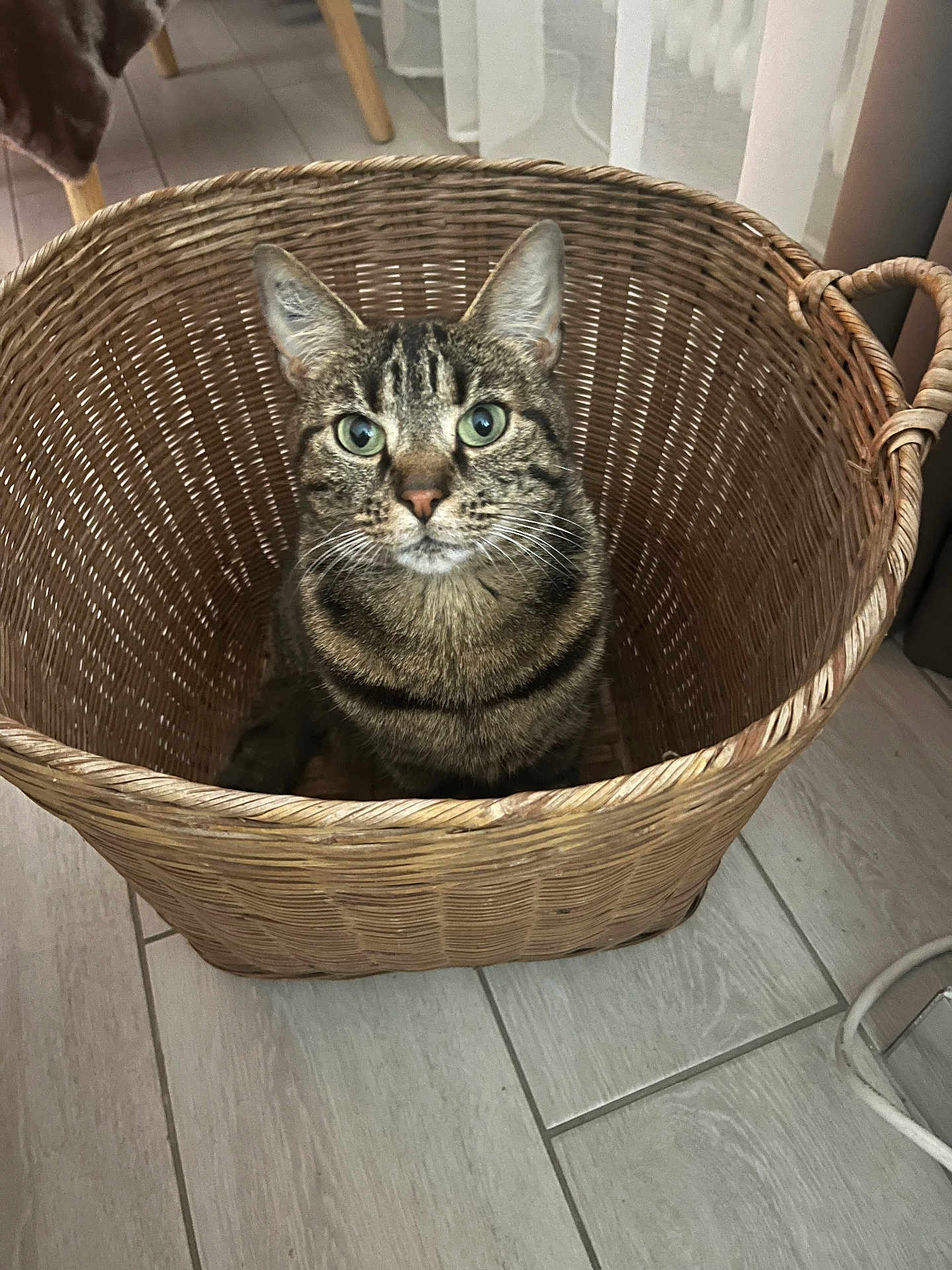 Molly participe au concours pour gagner de l'argent avec cette photo : cat, tabby_cat, basket, indoor, floor, tile_floor, curtains, furniture_leg, pet, animal, whiskers, ears, eyes, looking, sitting, cozy, home, domestic, cute, feline