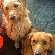 Arnie And Fergus is registered to the contest to win money with this photo: animal, brown_dog, canine, carpet, close_together, companion, curly_fur, cute, dog, domestic, friendly, happy, indoor, light_brown_dog, looking_up, pets, playful, sitting, smooth_fur, two_dogs