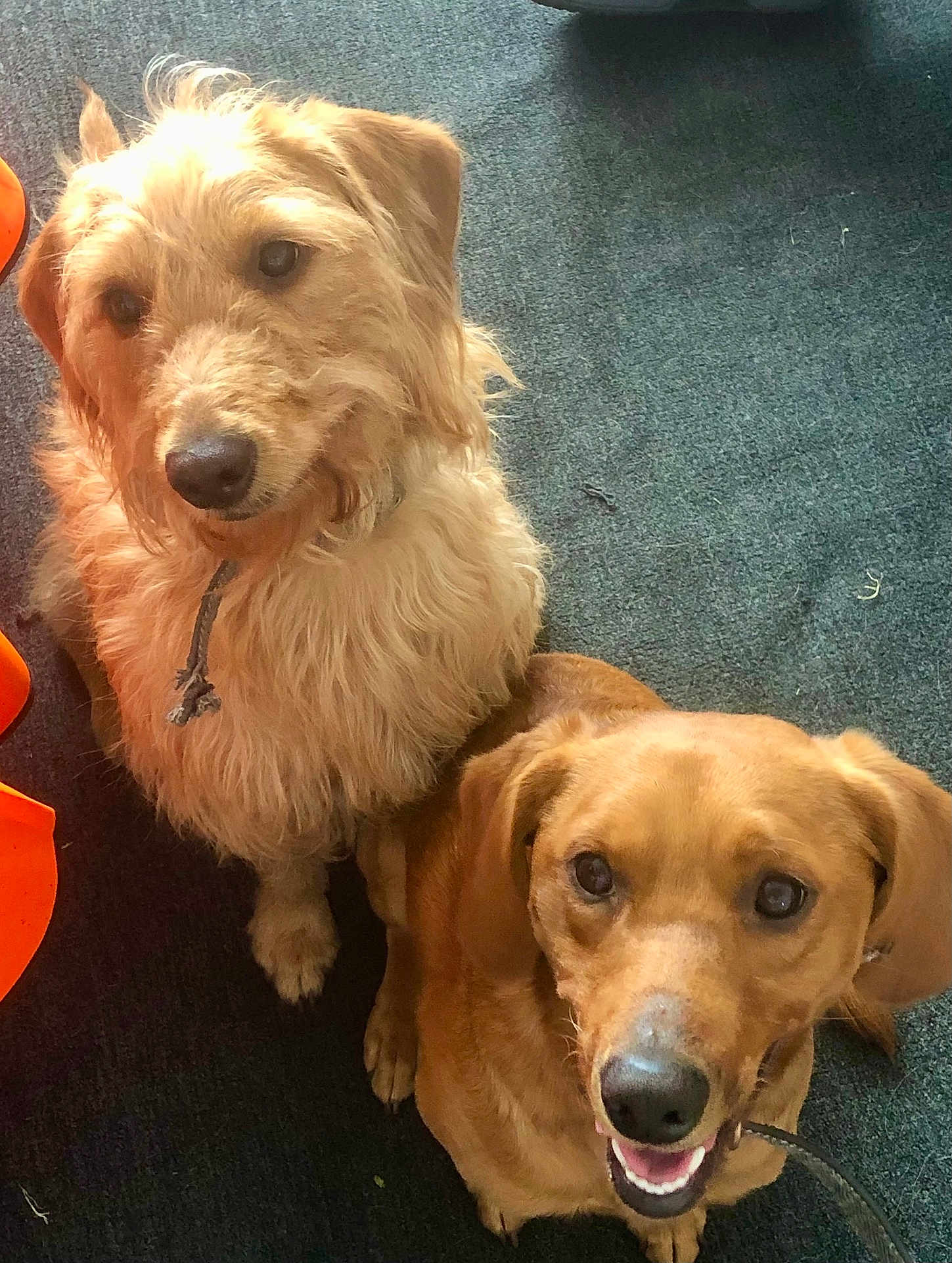 Arnie And Fergus is registered to the contest to win money with this photo: animal, brown_dog, canine, carpet, close_together, companion, curly_fur, cute, dog, domestic, friendly, happy, indoor, light_brown_dog, looking_up, pets, playful, sitting, smooth_fur, two_dogs