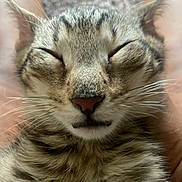 Nermal is registered to the contest to win money with this photo: animal, cat, close_up, cozy, cute, ears, face, feline, fur, human_legs, indoor, legs, mammal, nose, pet, relaxed, resting, sleeping, tabby_cat, whiskers