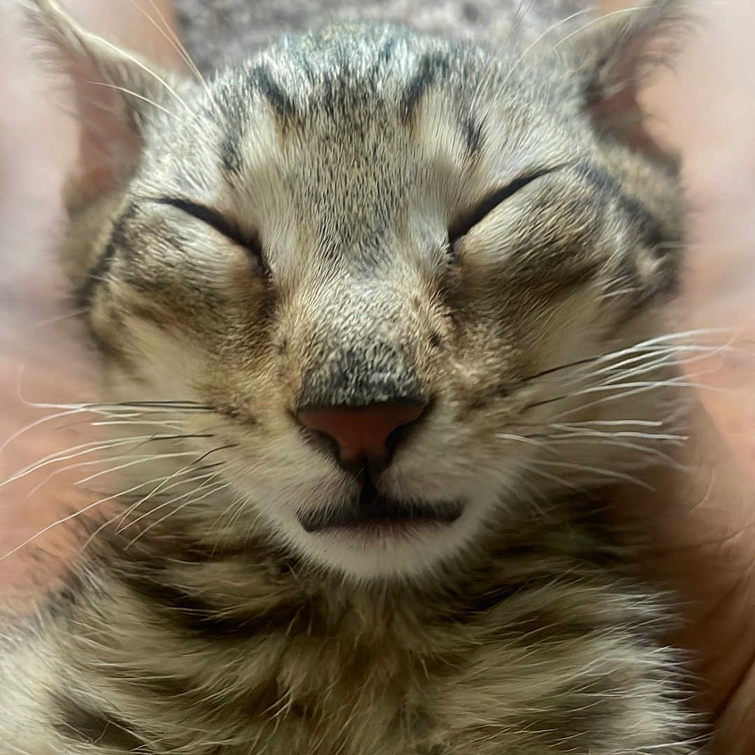 Nermal