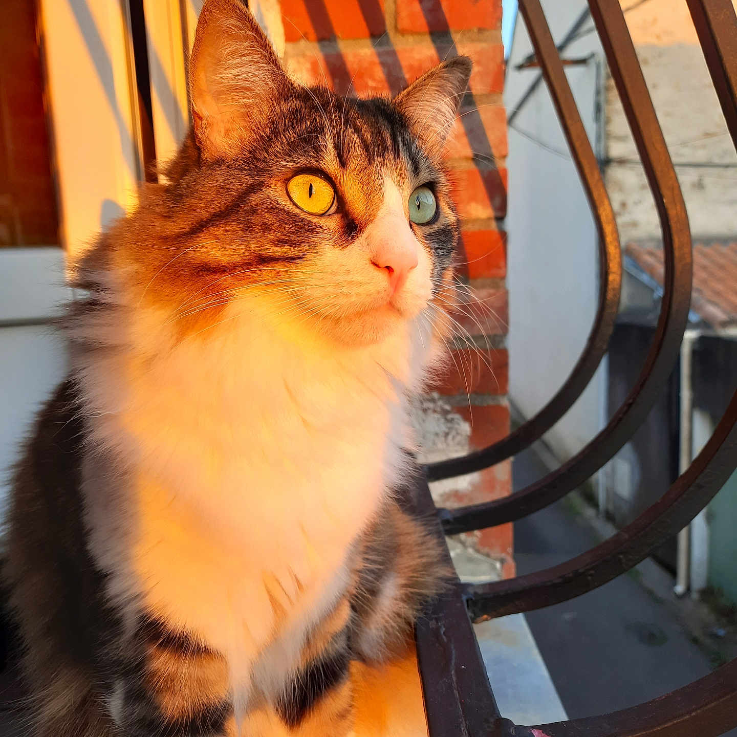 Twist participe au concours pour gagner de l'argent avec cette photo : abyssinian, angora, animal, architecture, brick, building, cat, handrail, hardwood, house, housing, kitten, manx, pet, plywood, porch, railing, siamese, staircase, wood