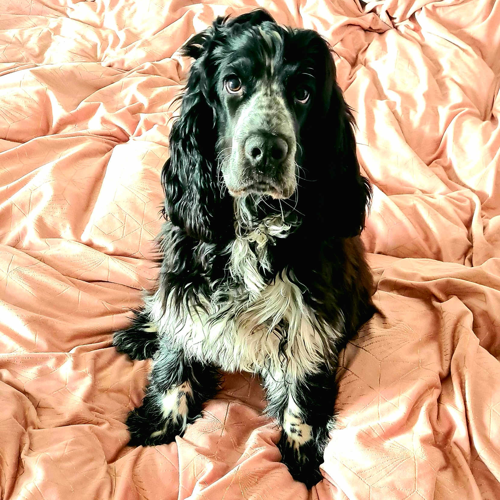 Mr Sam
