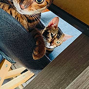 Arès Et Athéna a rejoint le concours — aidez-le/la à gagner de superbes lots ! animal, cat, chair, close_up, companion, curious, cute, domestic_cat, ears, eyes, furniture, indoor, mischievous, pet, playful, relaxed, tabby_cat, two_cats, whiskers, wooden_floor