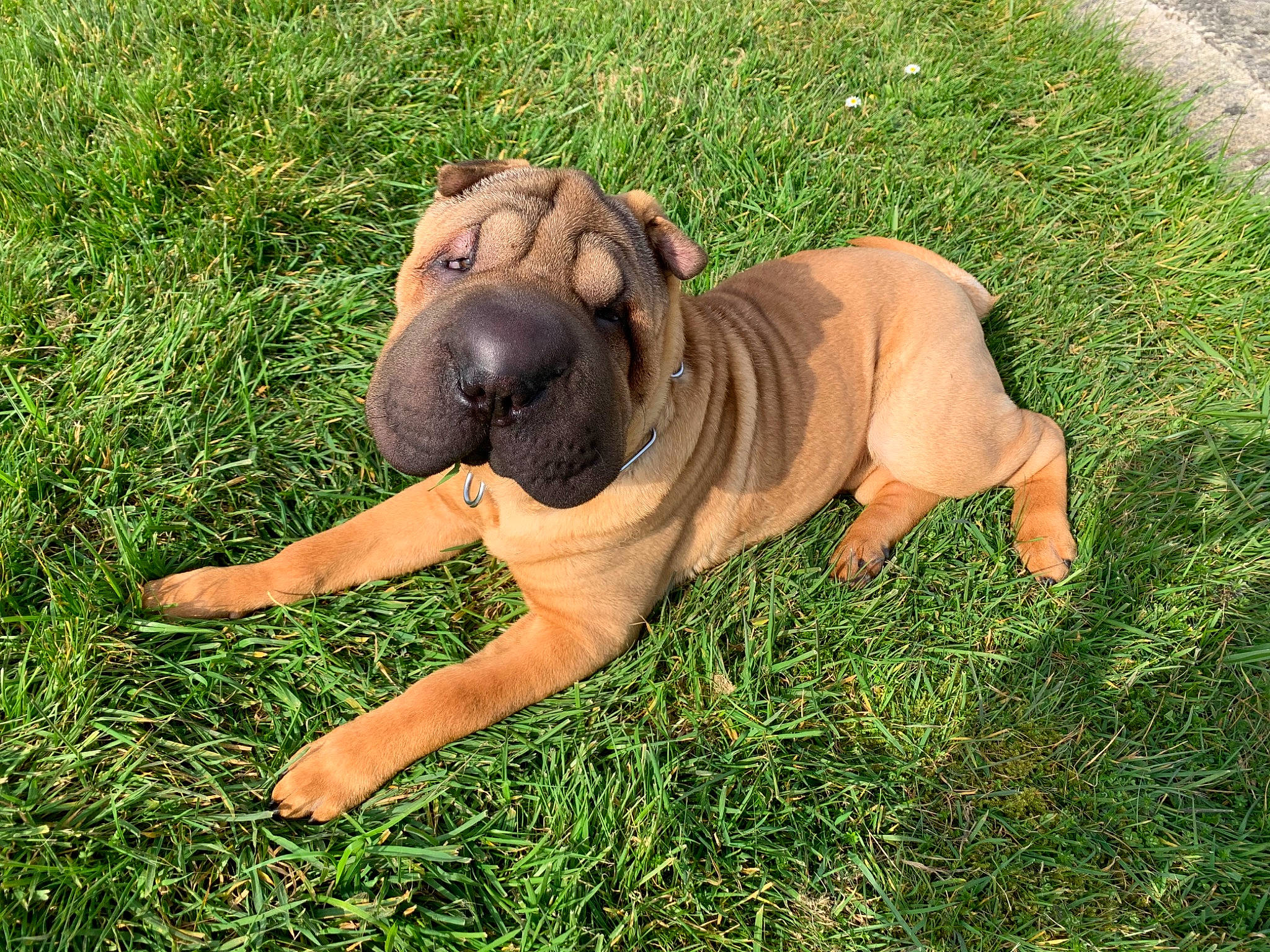 Popeye a rejoint le concours — aidez-le/la à gagner de superbes lots ! bullmastiff, canidae, carnivore, companion_dog, dog, dog_breed, fawn, fila_brasileiro, grass, korean_mastiff, mammal, molosser, non_sporting_group, ori_pei, shar_pei, skin, snout, vertebrate, wrinkle