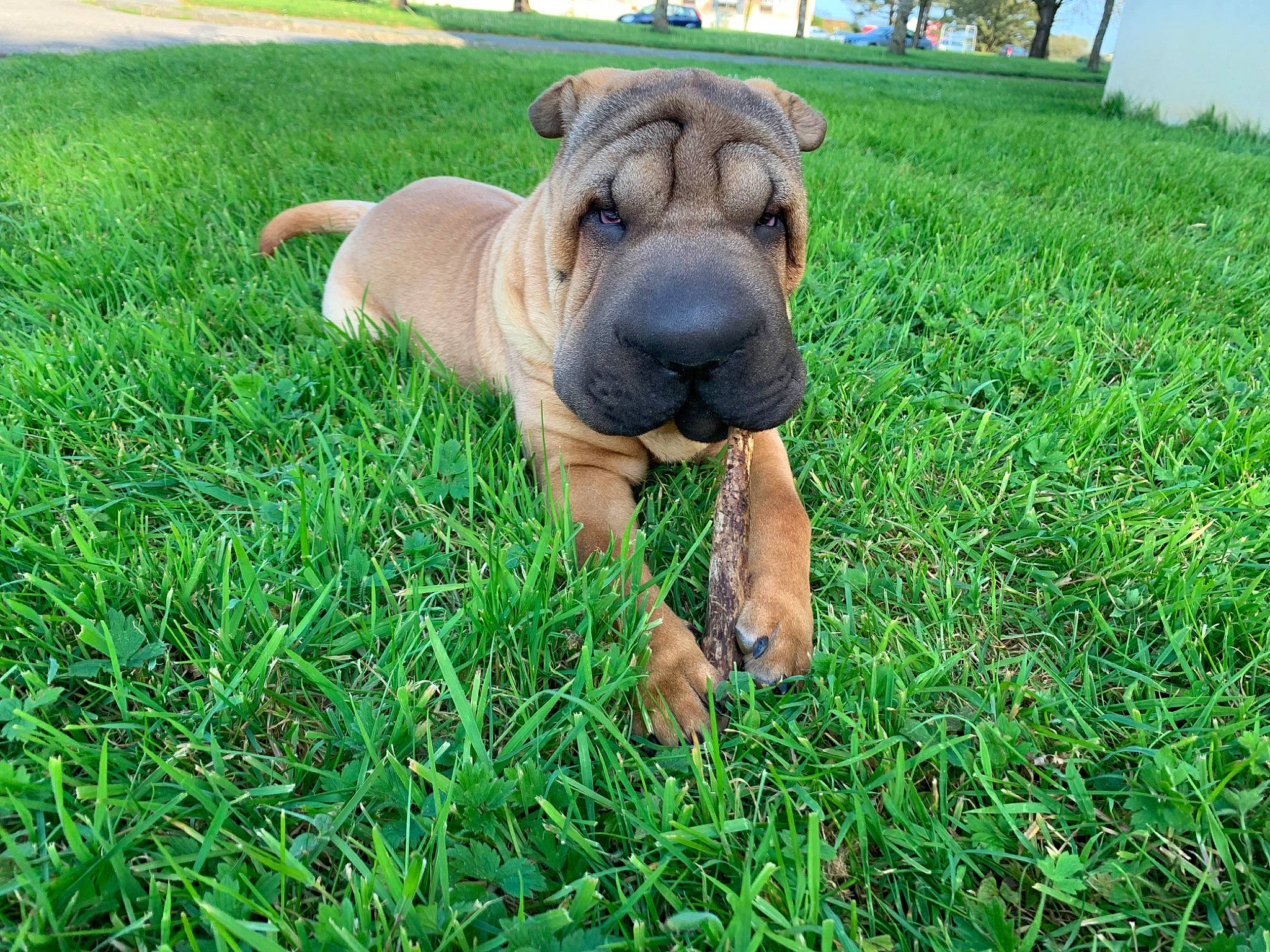 Popeye a rejoint le concours — aidez-le/la à gagner de superbes lots ! boerboel, canidae, carnivore, companion_dog, dog, dog_breed, fawn, grass, korean_mastiff, mammal, molosser, non_sporting_group, ori_pei, perro_de_presa_mallorquin, puppy, shar_pei, skin, snout, vertebrate, wrinkle