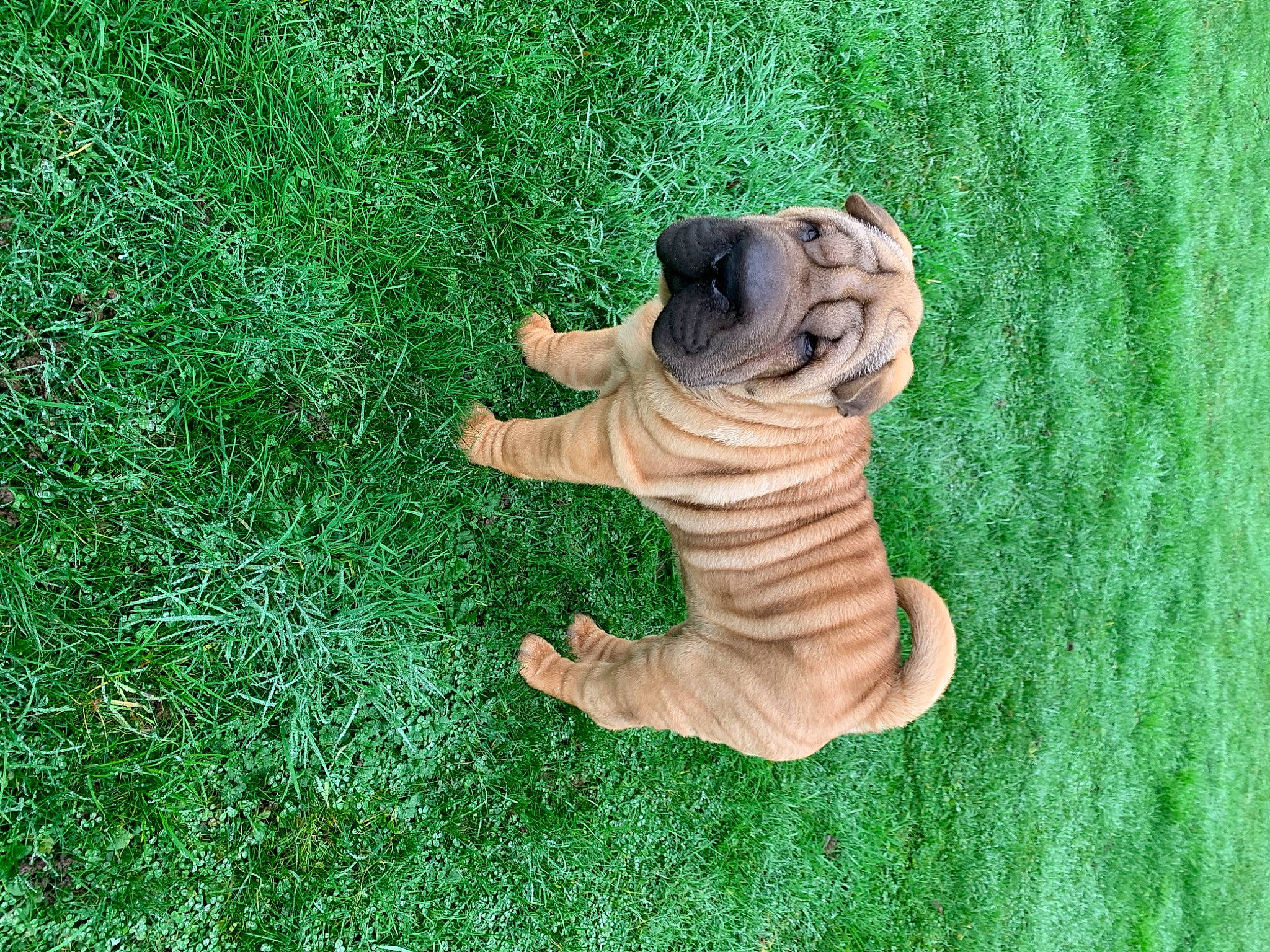Popeye participe au concours pour gagner de l'argent avec cette photo : british_bulldogs, canidae, carnivore, companion_dog, dog, dog_breed, fawn, grass, mammal, non_sporting_group, old_english_bulldog, ori_pei, pug, puppy, shar_pei, toy_bulldog, wrinkle