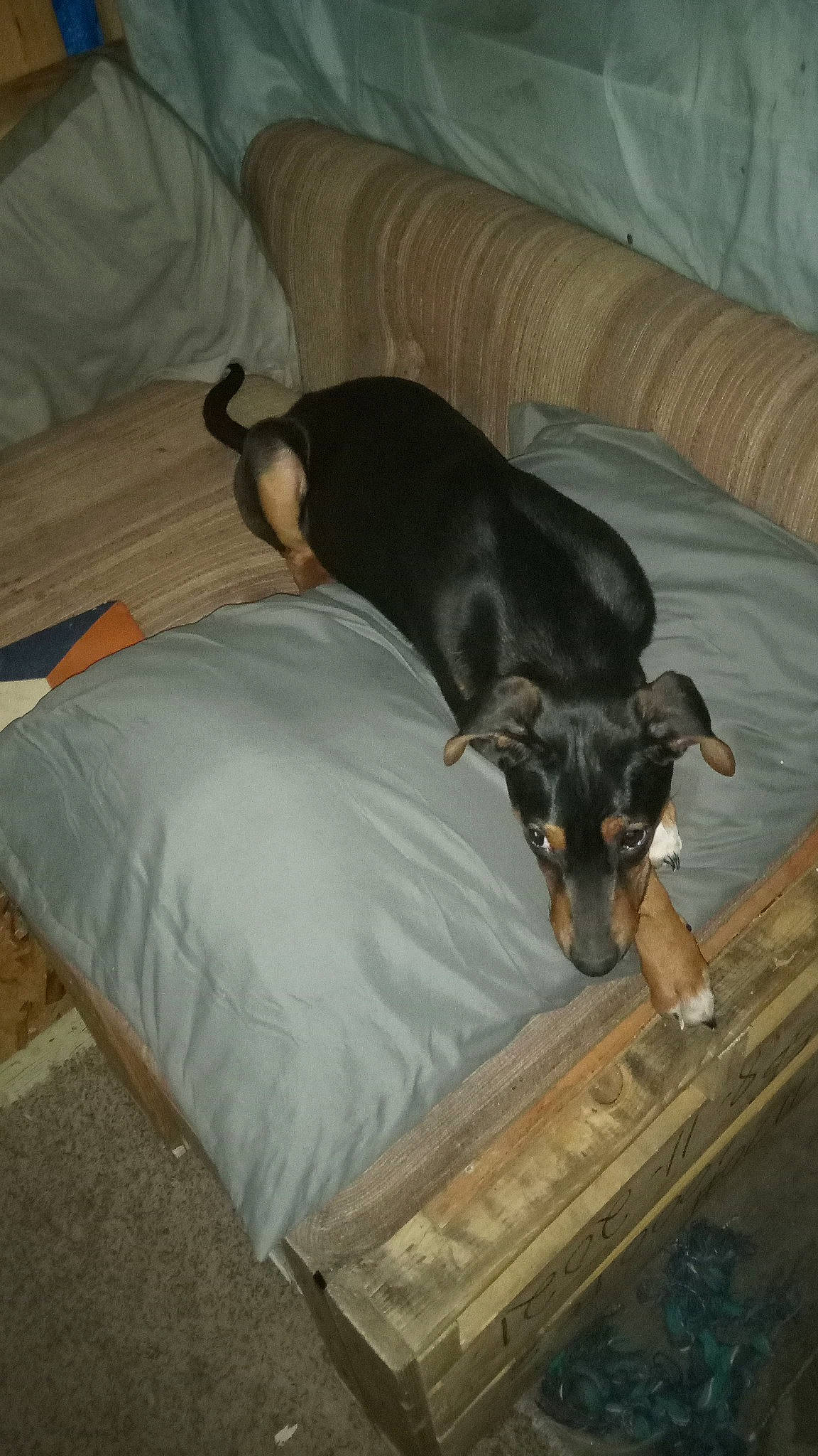 Brooklyn joined the competition — help win amazing prizes! canidae, carnivore, comfort, companion_dog, couch, dog, dog_breed, floor, flooring, furniture, guard_dog, hardwood, living_room, montenegrin_mountain_hound, pinscher, room, sporting_group, toy_dog, wood, working_animal