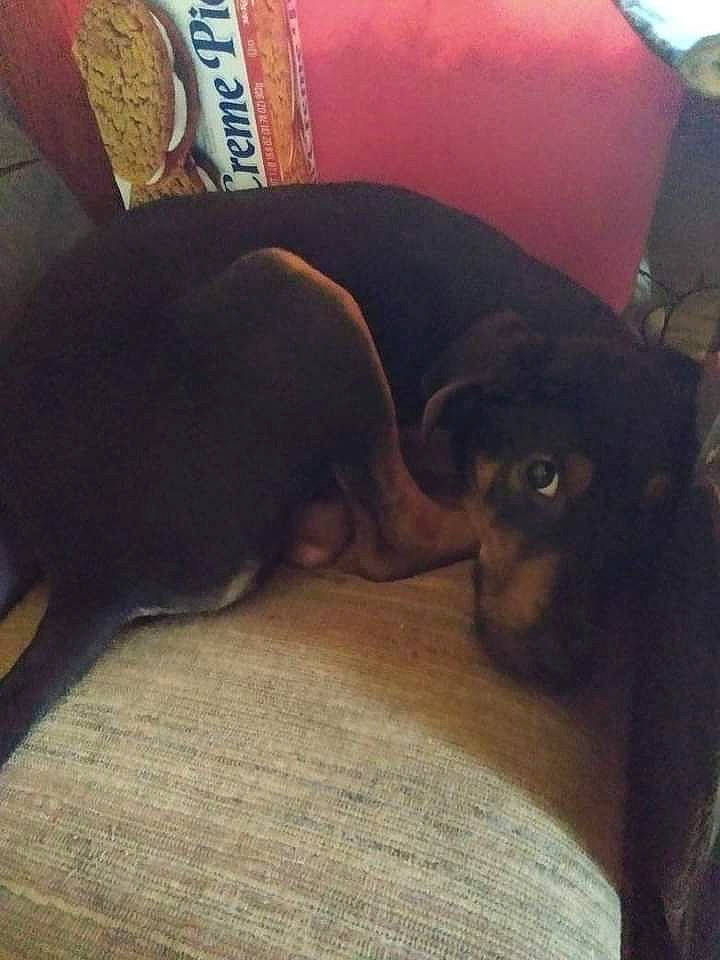 Brooklyn joined the competition — help win amazing prizes! canidae, carnivore, cloud, comfort, companion_dog, couch, dog, dog_breed, fawn, fur, nap, paw, sky, snout, sporting_group, tail, tints_and_shades, toy_dog, whiskers, working_animal