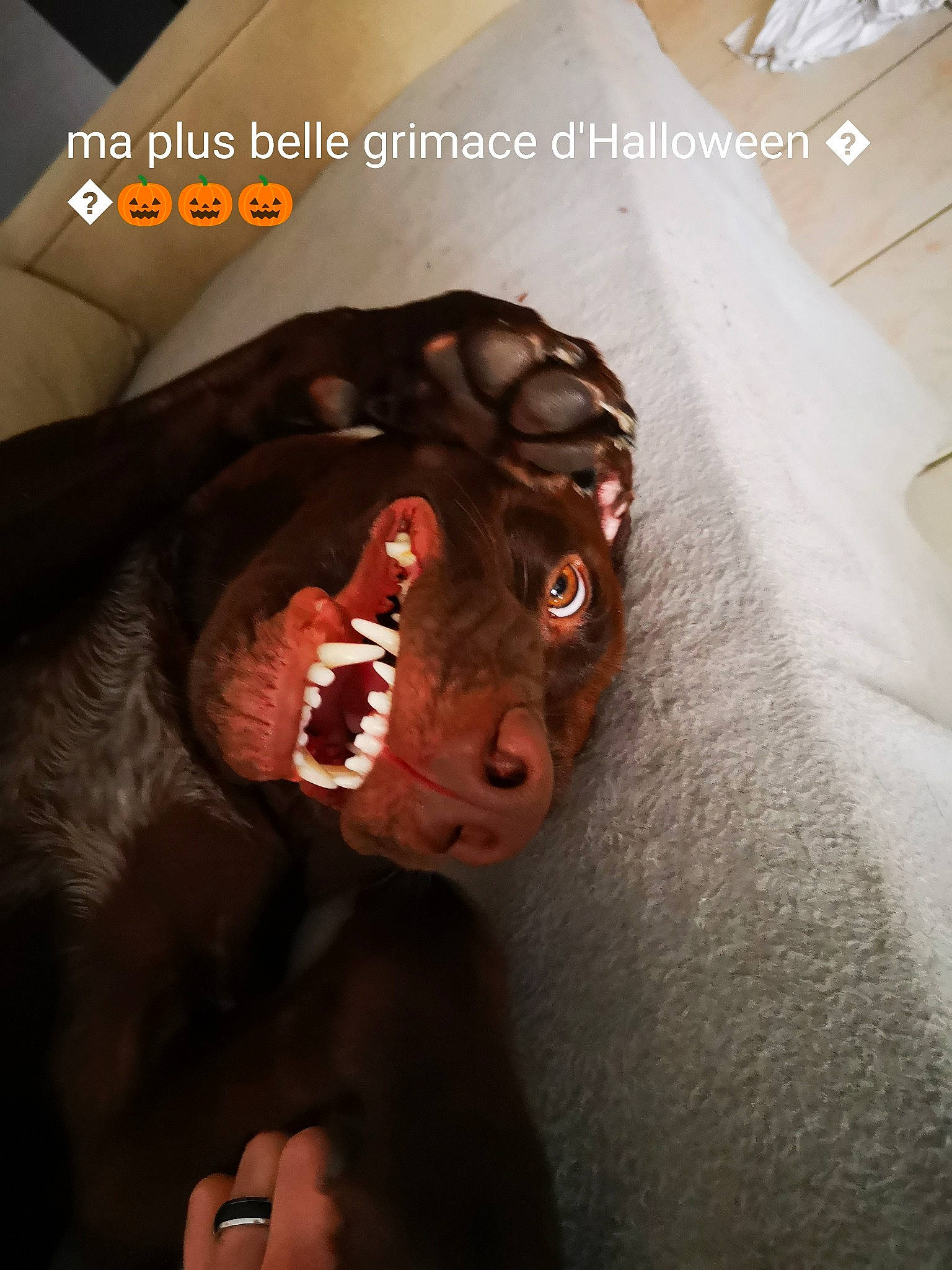 Oliver a rejoint le concours — aidez-le/la à gagner de superbes lots ! art, big_cats, bone, canidae, darkness, extinction, eyelash, fang, fiction, fictional_character, flesh, font, fur, mouth, personal_protective_equipment, photo_caption, sculpture, terrestrial_animal, whiskers, wildlife