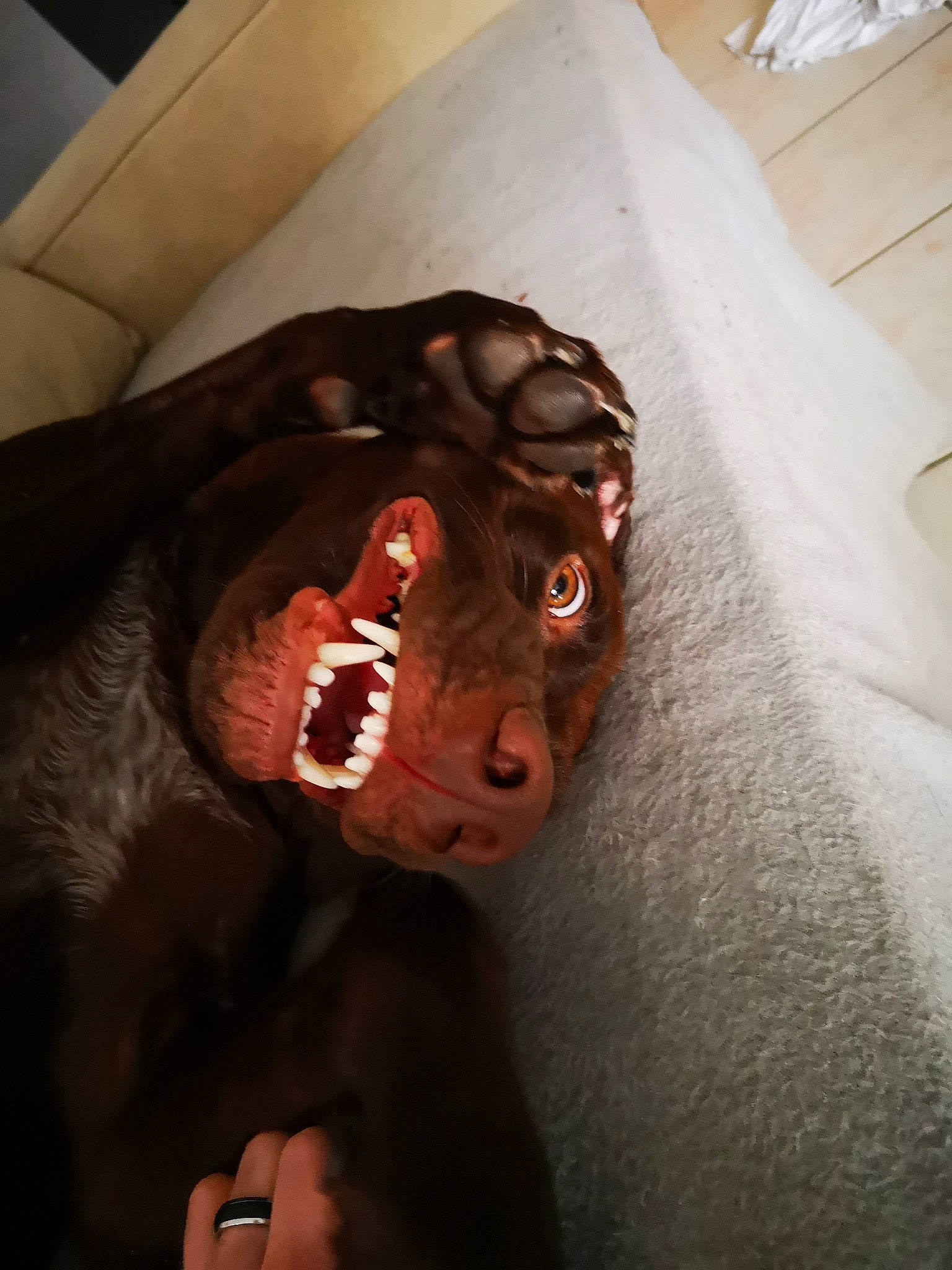 Oliver participe au concours pour gagner de l'argent avec cette photo : art, big_cats, bone, carmine, darkness, extinction, fang, fiction, fictional_character, flesh, fur, jaw, mask, masque, mouth, personal_protective_equipment, sculpture, terrestrial_animal, window, wood