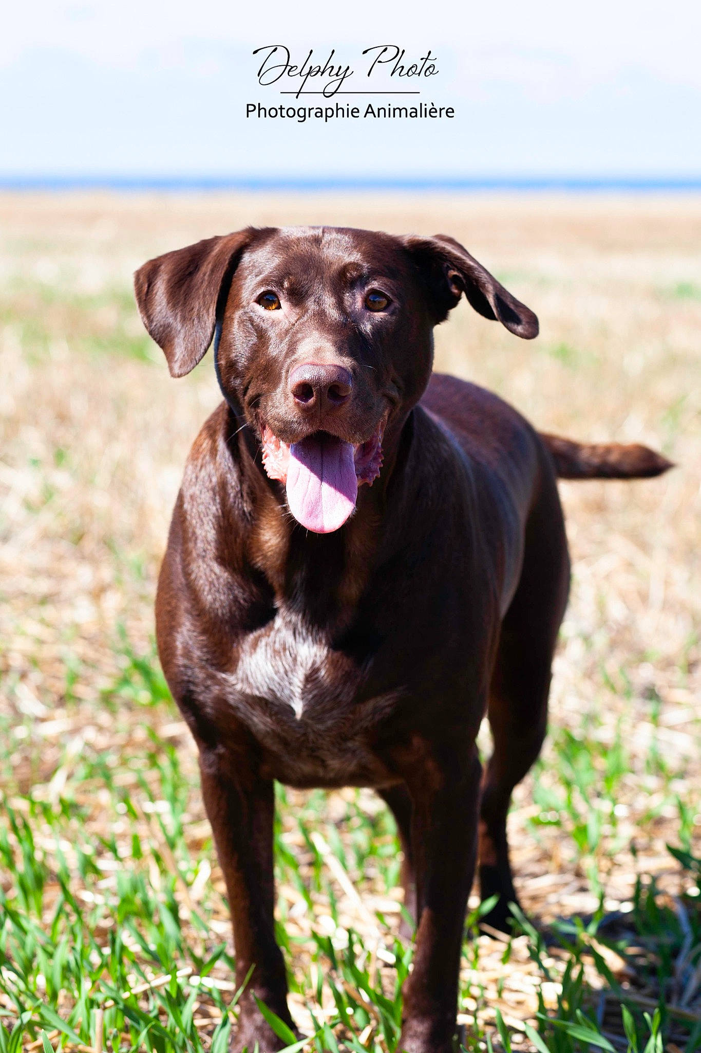 Oliver participe au concours pour gagner de l'argent avec cette photo : borador, carnivore, collar, companion_dog, dog, dog_breed, dog_collar, fawn, grass, grassland, gun_dog, hat, liver, plant, pointing_breed, snout, sporting_group, terrestrial_animal, working_animal, working_dog