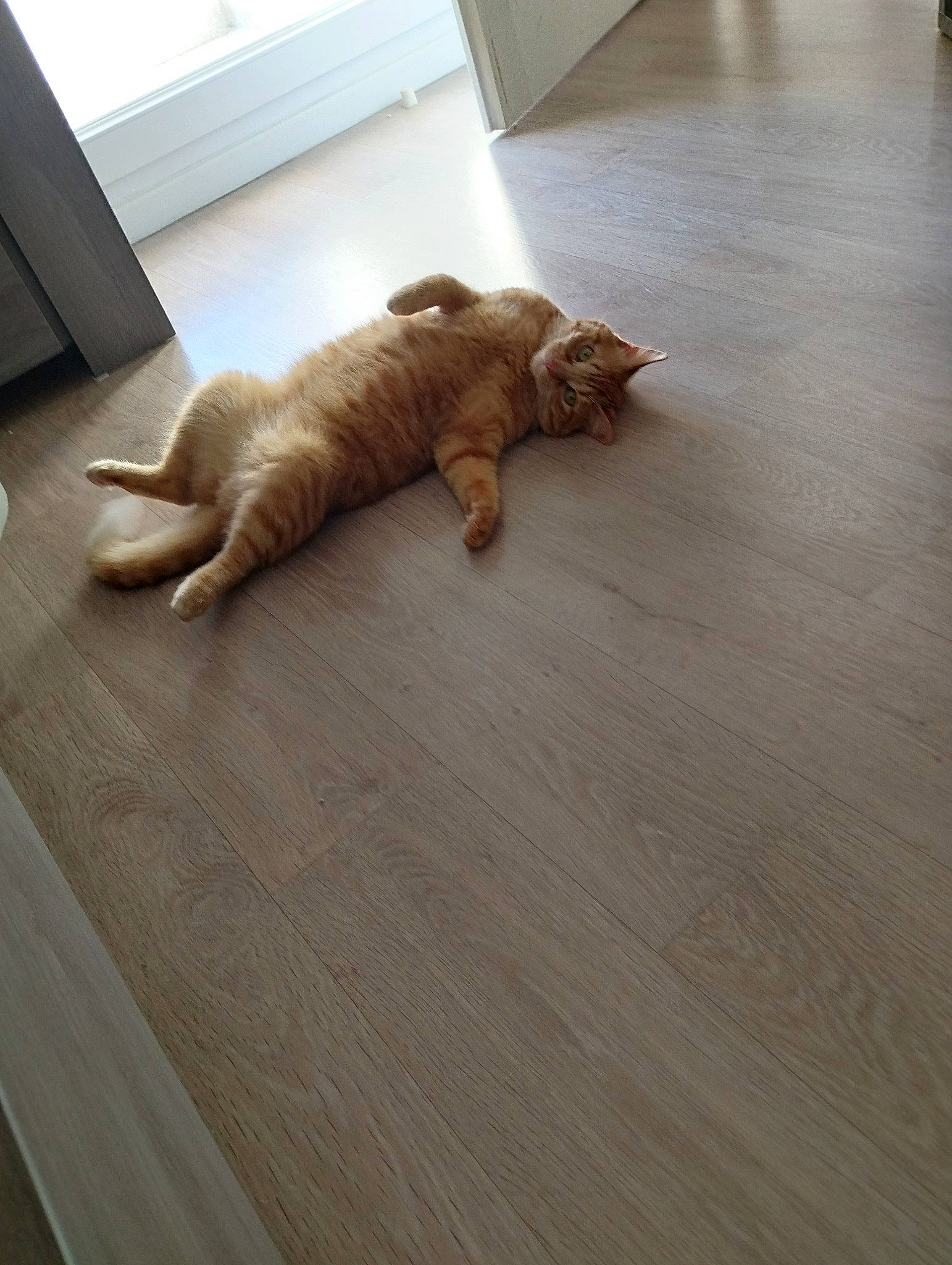Garfield a rejoint le concours — aidez-le/la à gagner de superbes lots ! brown, carnivore, cat, comfort, companion_dog, fawn, felidae, floor, flooring, hardwood, human_leg, laminate_flooring, room, small_to_medium_sized_cats, tail, varnish, whiskers, wood, wood_flooring, wood_stain