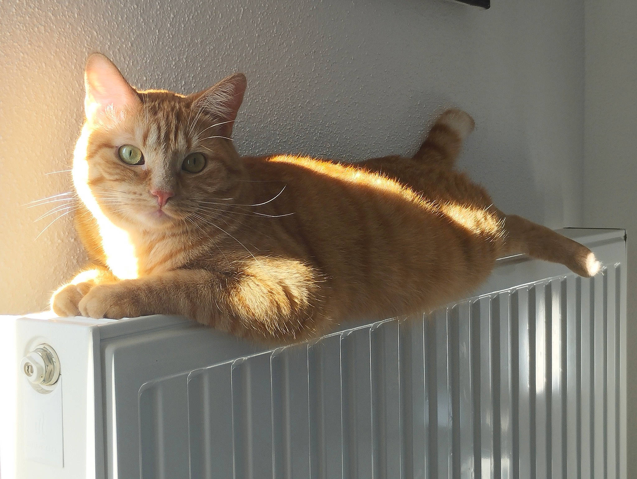 Garfield a rejoint le concours — aidez-le/la à gagner de superbes lots ! box, carnivore, cat, comfort, domestic_short_haired_cat, felidae, fur, home_appliance, paw, rectangle, small_to_medium_sized_cats, tail, whiskers, window, wood