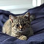 cat, tabby, indoor, pet, animal, feline, fur, whiskers, relaxing, bed, blanket, cozy, cute, closeup, portrait, soft, domestic, sleepy, resting, young
