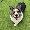 Ozzy joined the competition — help win amazing prizes! dog, tricolor_dog, corgi, herding_dog, blue_eye, brown_eye, heterochromia, happy, smiling, open_mouth, ears, snout, nose, fur, grass, outdoor, garden, portrait, closeup, pet