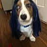 dog, spaniel, pet, blue_wig, costume, long_hair, sitting, indoors, wooden_floor, white_brown_fur, blue_collar, portrait, close_up, funny, playful, creative, home, door, photograph, smartphone_screenshot