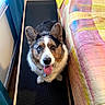 Ozzy is registered to the contest to win money with this photo: dog, pet, canine, heterochromia, blue_eye, brown_eye, tongue_out, sitting, indoors, bedroom, treadmill, exercise_equipment, bed, quilt, blanket, window, curtains, black_and_white_fur, portrait, happy