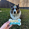 dog, australian_shepherd, birthday, birthday_hat, birthday_cookie, bone_shaped_cookie, outdoor, backyard, grass, wooden_fence, pet, animal, portrait, close_up, sitting, blue_merle, fluffy, collar, hand, celebration