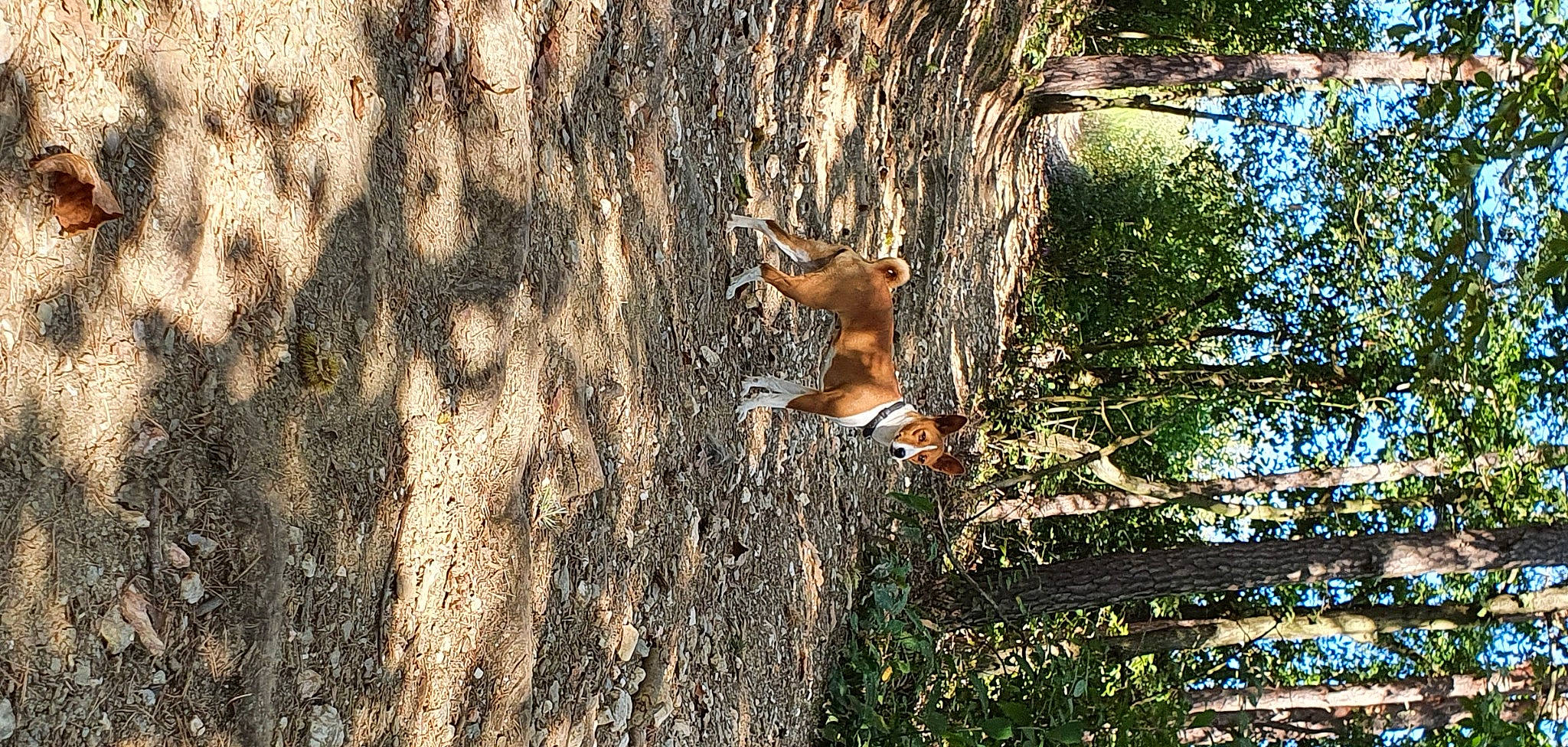 Navy a rejoint le concours — aidez-le/la à gagner de superbes lots ! branch, fawn, forest, grass, landscape, leaf, natural_environment, natural_landscape, organism, people_in_nature, plant, sunlight, tail, temperate_broadleaf_and_mixed_forest, terrestrial_animal, tree, trunk, twig, vertebrate, wood