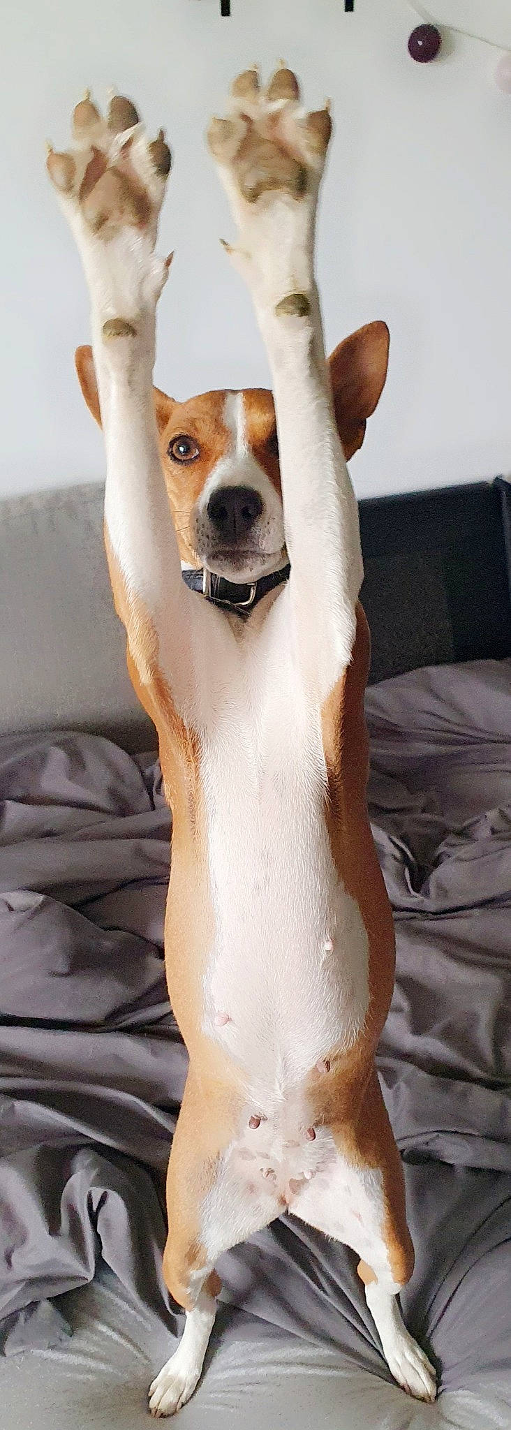 Navy participe au concours pour gagner de l'argent avec cette photo : ancient_dog_breeds, canidae, carnivore, collar, comfort, companion_dog, dog, dog_breed, dog_collar, dog_sports, dog_supply, fawn, fur, non_sporting_group, pet_supply, sighthound, snout, sporting_group, whiskers, working_animal