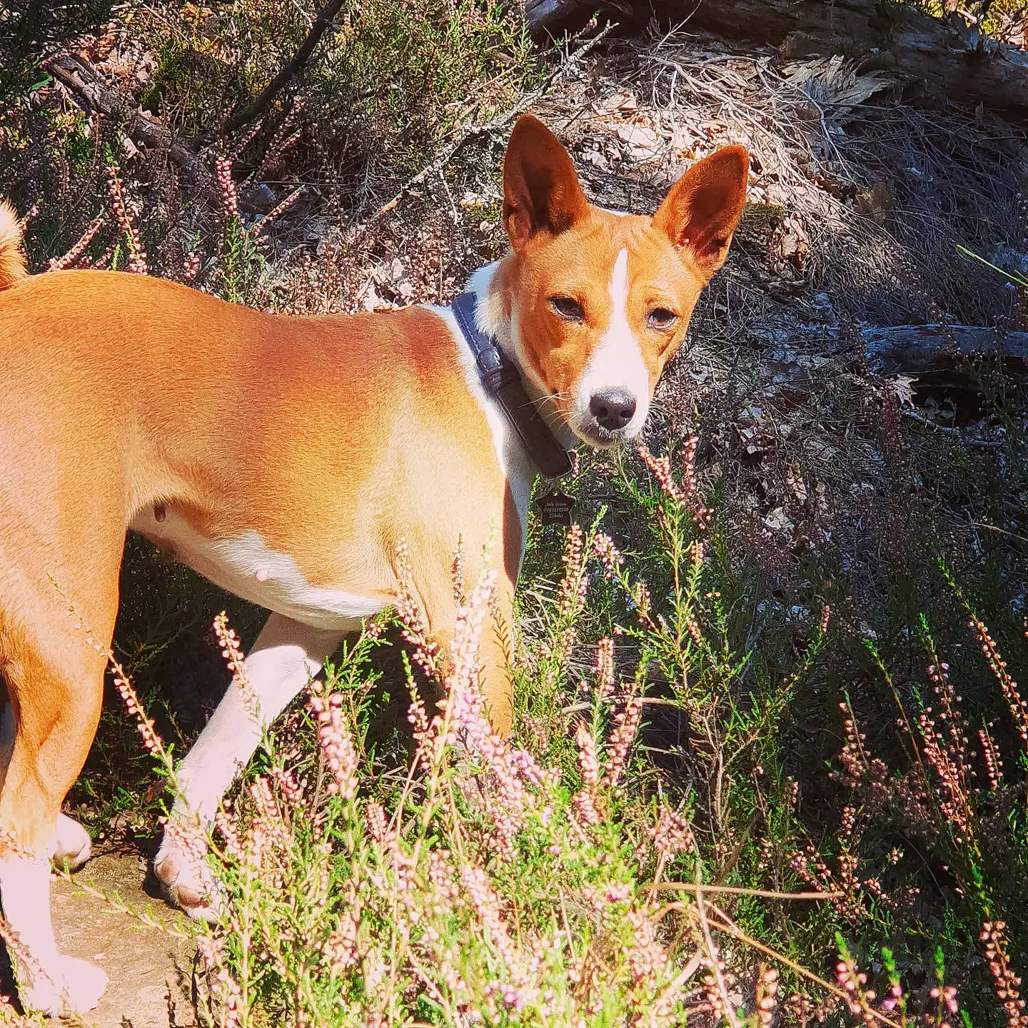 Navy a rejoint le concours — aidez-le/la à gagner de superbes lots ! canidae, carnivore, companion_dog, dog, dog_breed, fawn, grass, hound, hunting_dog, non_sporting_group, plant, snout, sporting_group, tail, temperate_broadleaf_and_mixed_forest, terrestrial_animal, wildlife