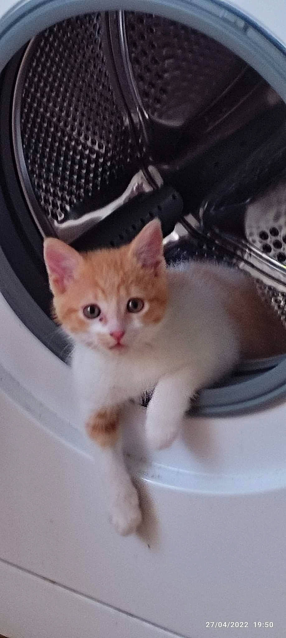 Lexy a rejoint le concours — aidez-le/la à gagner de superbes lots ! carnivore, cat, cat_supply, claw, comfort, domestic_short_haired_cat, fawn, felidae, fur, kitchen_utensil, mesh, paw, pet_supply, plate, small_to_medium_sized_cats, snout, tableware, tail, whiskers, window