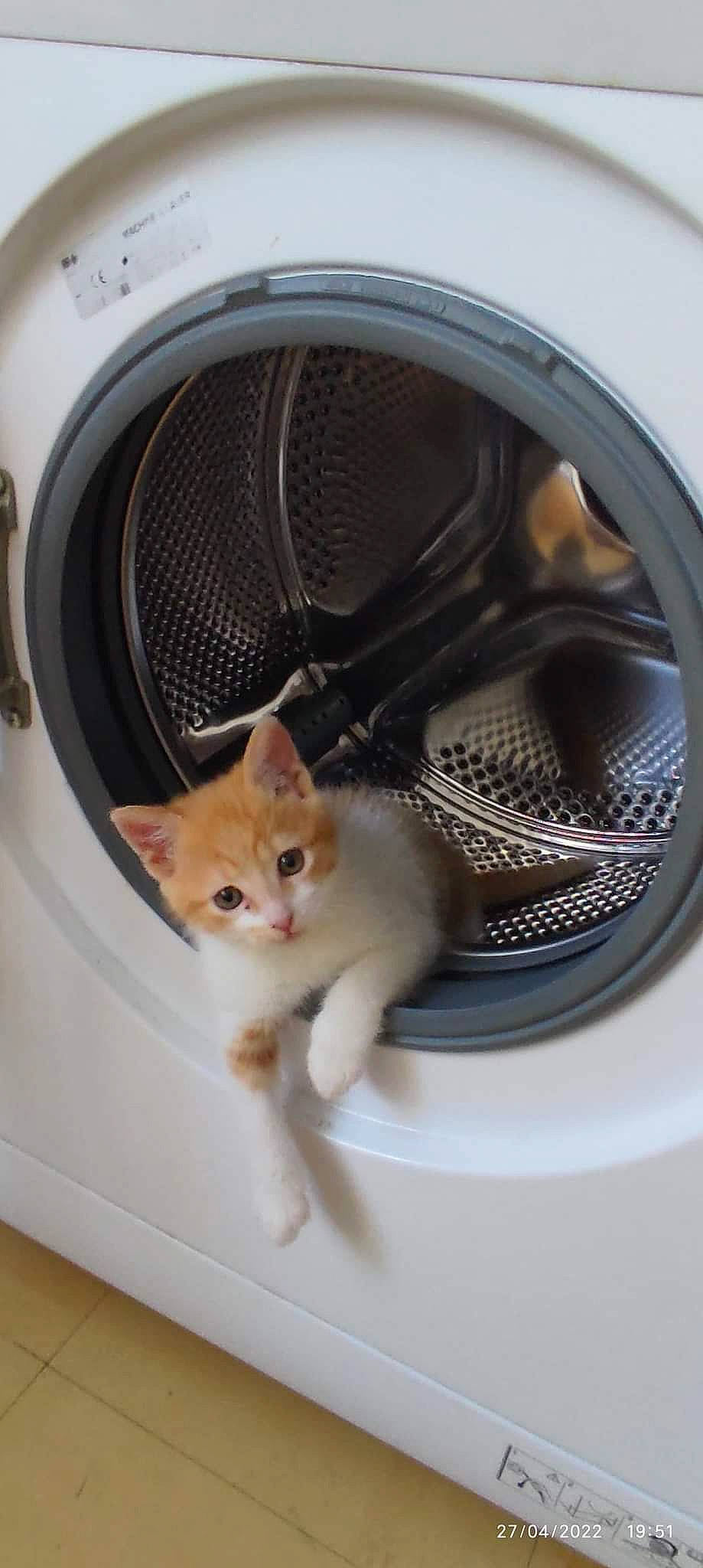 Lexy participe au concours pour gagner de l'argent avec cette photo : audio_equipment, automotive_lighting, automotive_tire, carnivore, cat, circle, clothes_dryer, domestic_short_haired_cat, felidae, fur, gas, home_appliance, pet_supply, rim, small_to_medium_sized_cats, snout, tail, vertebrate, whiskers, wood