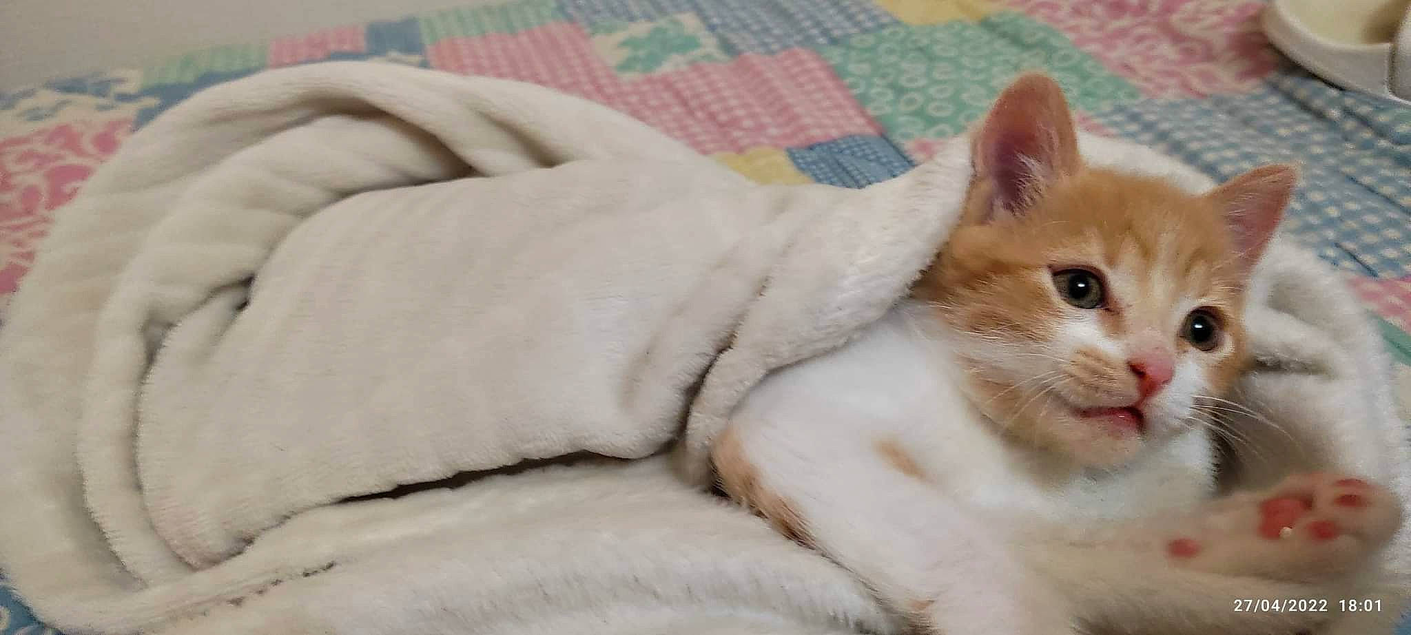 Lexy participe au concours pour gagner de l'argent avec cette photo : carnivore, cat, claw, comfort, domestic_short_haired_cat, felidae, fur, linens, pattern, paw, sitting, small_to_medium_sized_cats, tail, whiskers