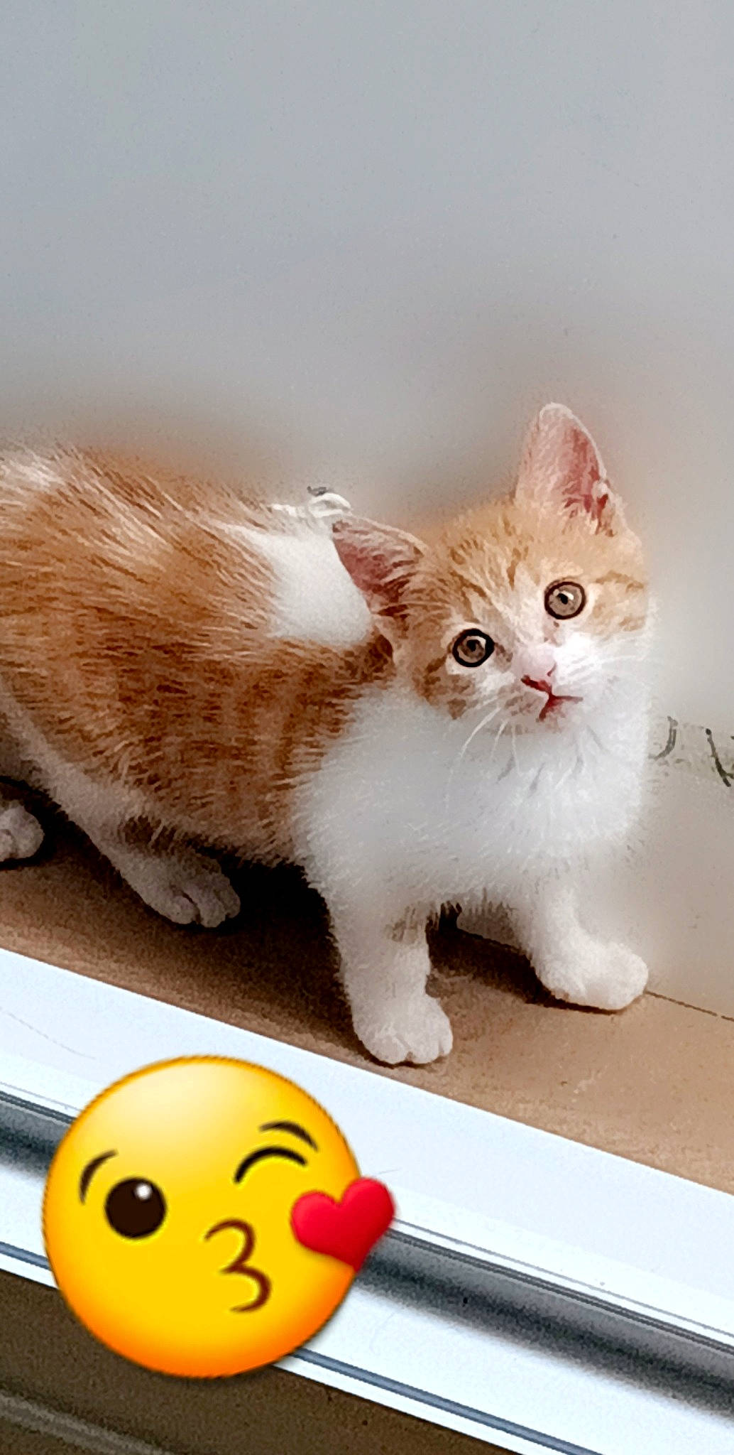 Lexy a rejoint le concours — aidez-le/la à gagner de superbes lots ! carnivore, cat, claw, companion_dog, domestic_short_haired_cat, emoticon, fawn, felidae, fur, paw, photo_caption, sitting, small_to_medium_sized_cats, snout, stuffed_toy, tail, toy, vertebrate, whiskers, window