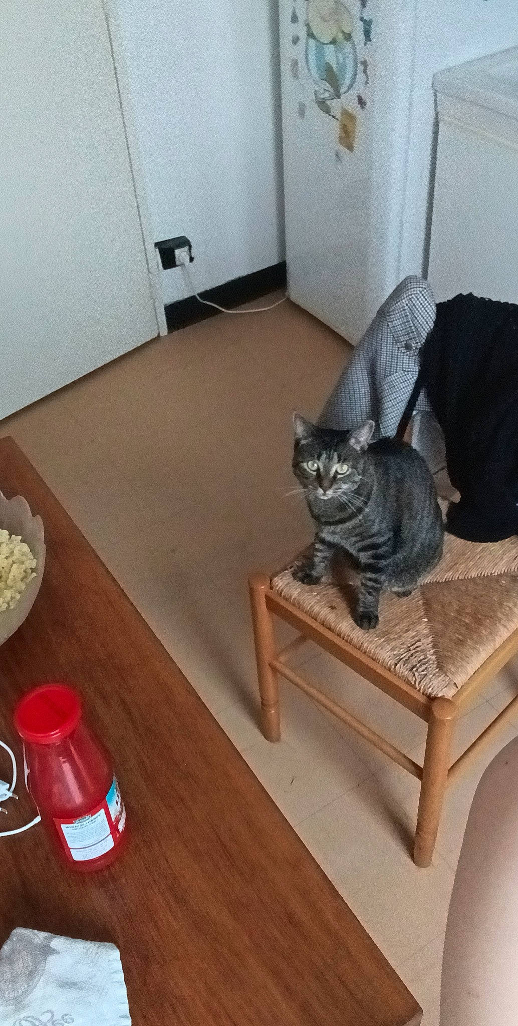 Queen a rejoint le concours — aidez-le/la à gagner de superbes lots ! carnivore, cat, comfort, domestic_short_haired_cat, felidae, floor, flooring, fur, grey, hardwood, laminate_flooring, room, small_to_medium_sized_cats, table, tail, varnish, whiskers, wood, wood_flooring, wood_stain