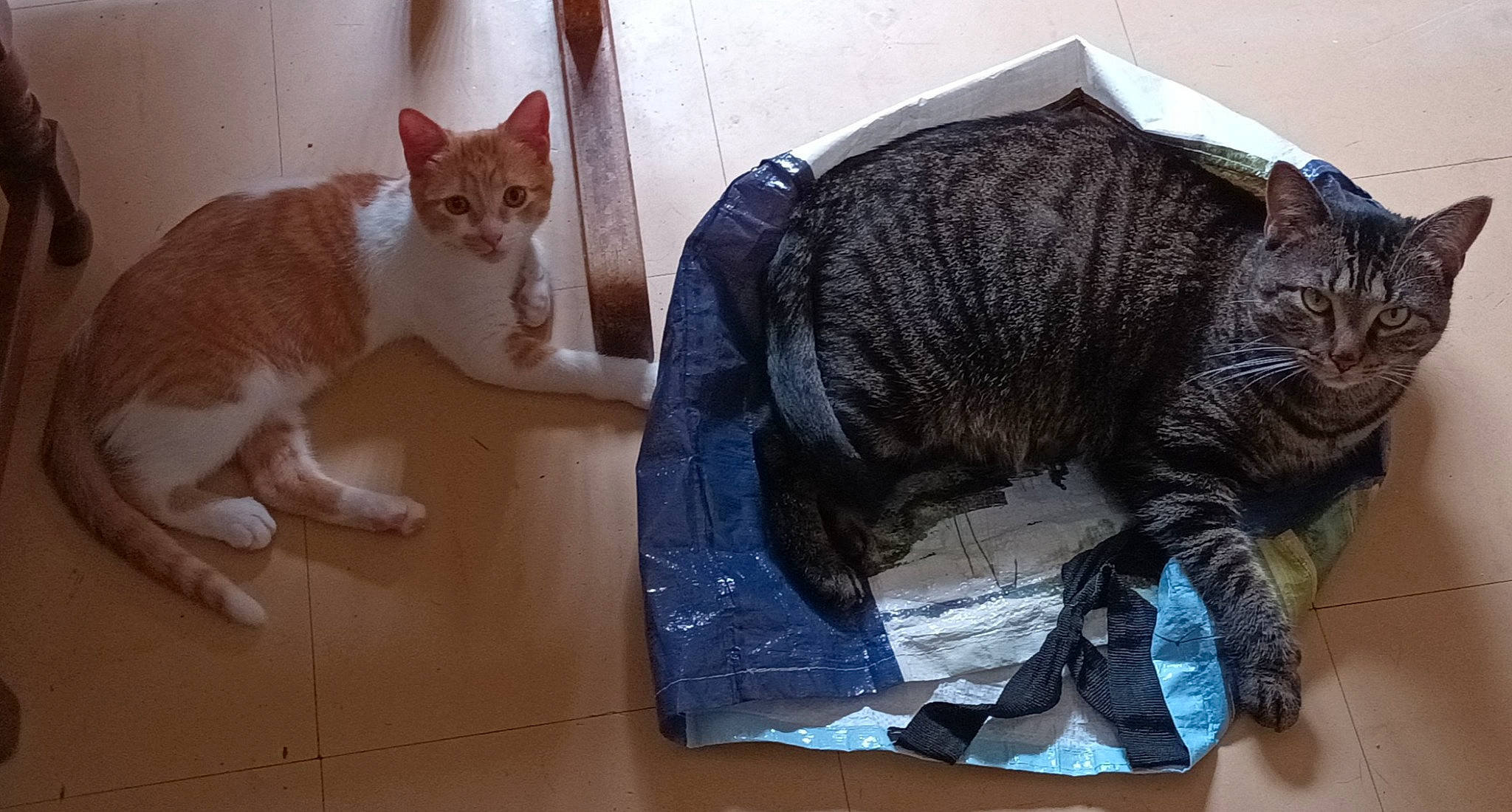 Queen participe au concours pour gagner de l'argent avec cette photo : black_cat, carnivore, cat, comfort, domestic_short_haired_cat, felidae, flooring, fur, paw, personal_protective_equipment, pet_supply, sleeve, small_to_medium_sized_cats, snout, tail, terrestrial_animal, whiskers, wood, woolen, working_animal