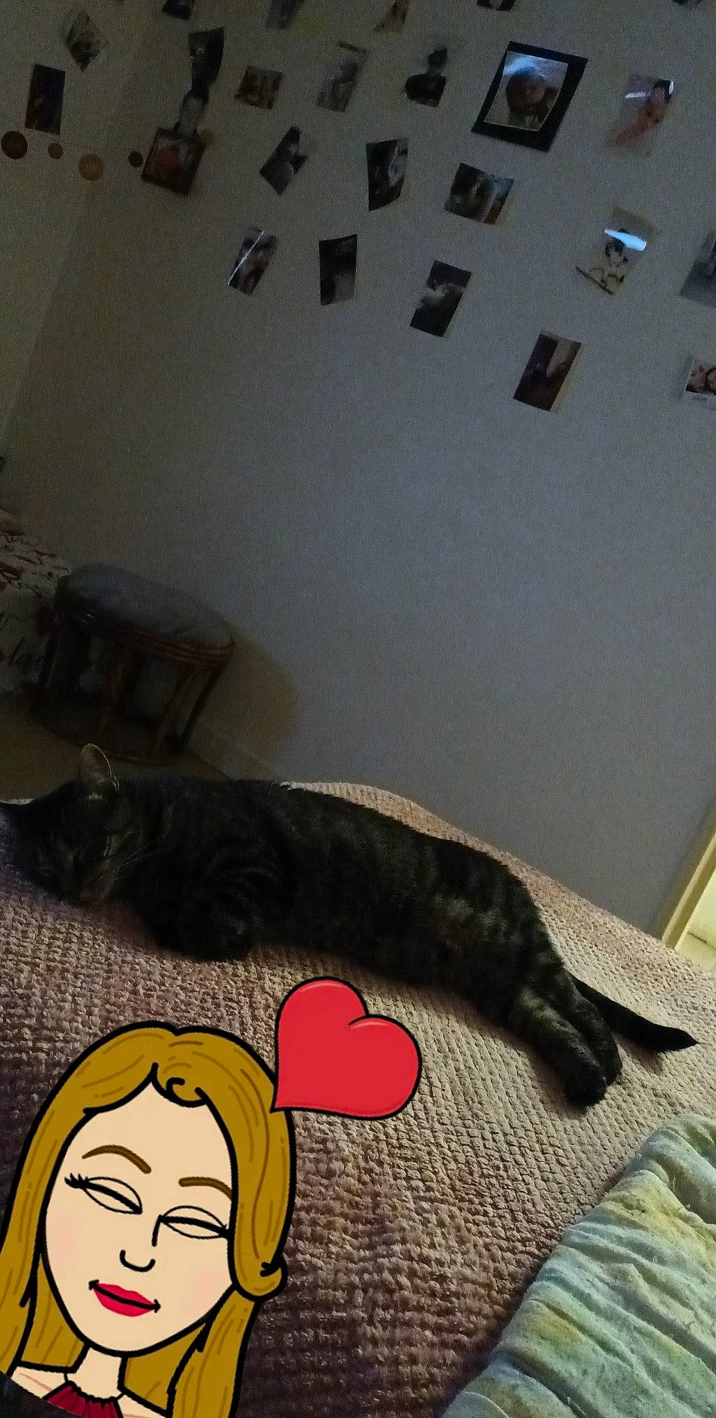 Queen a rejoint le concours — aidez-le/la à gagner de superbes lots ! black, black_cat, carnivore, cat, comfort, companion_dog, dog_breed, fawn, felidae, floor, flooring, grey, hardwood, room, small_to_medium_sized_cats, snapshot, sporting_group, tail, whiskers, wood