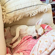 Betty a rejoint le concours — aidez-le/la à gagner de superbes lots ! dog, sleeping, blanket, pillow, chair, indoor, cozy, small_dog, resting, cute, pet, relaxation, furniture, pink, floral_pattern, soft_texture, home, domestic, comfort, napping