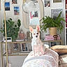 Betty participe au concours pour gagner de l'argent avec cette photo : dog, small_dog, white_dog, living_room, couch, blanket, plants, floor_lamp, mirror, picture_frames, books, decor, sunlight, home_interior, furniture, cozy, pet, indoor, table, potted_plant
