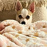 dog, small_dog, blanket, pink_blanket, daisy_pattern, cozy, cute, ears, peeking, pillow, beige_pillow, fringe, pet, indoor, soft_texture, animal, resting, eyes, snout, fur