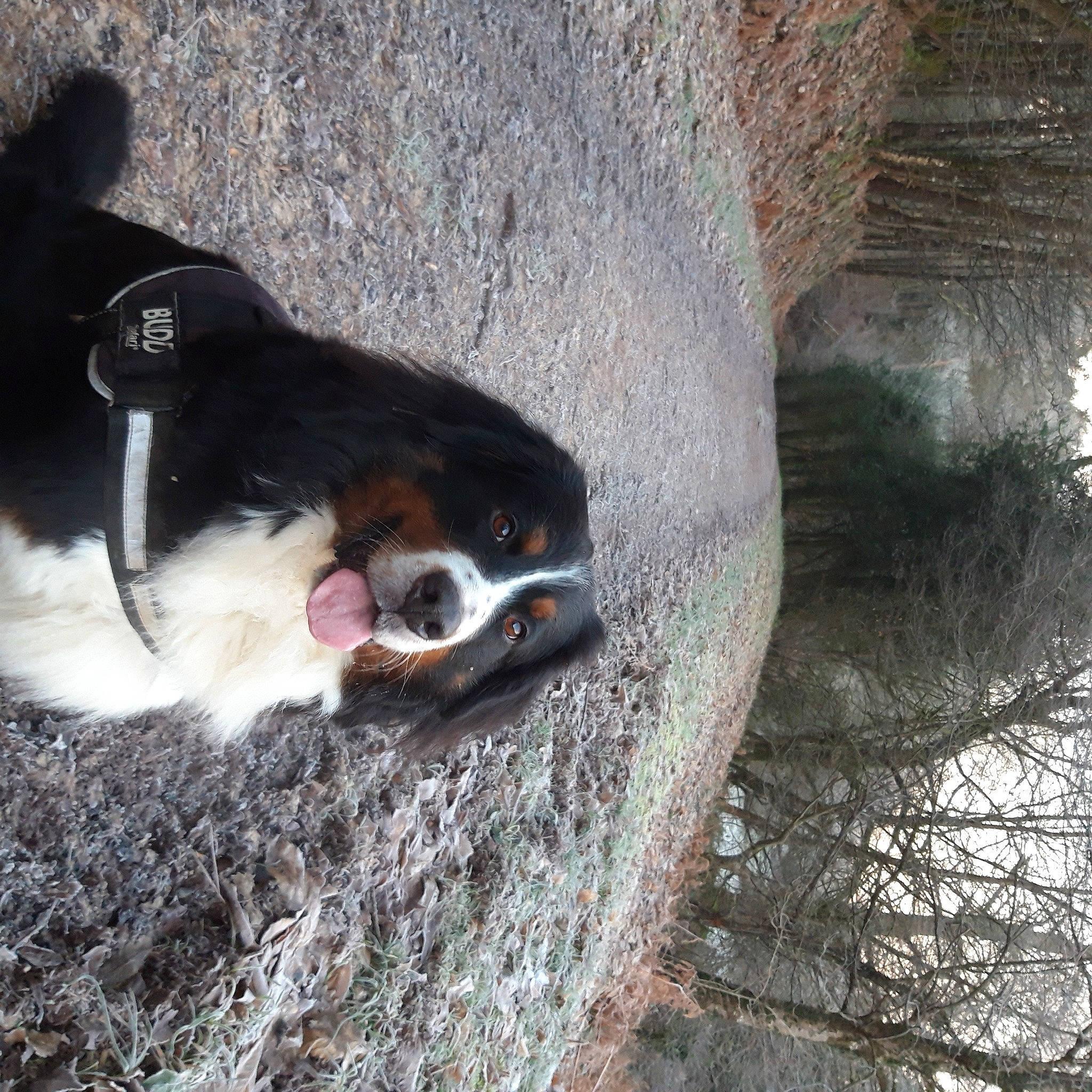 Patou a rejoint le concours — aidez-le/la à gagner de superbes lots ! canidae, carnivore, collar, companion_dog, dog, dog_breed, dog_collar, dog_supply, leash, pet_supply, plant, scent_hound, sporting_group, tree, trunk, twig, whiskers, wood, working_animal, working_dog