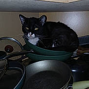 Tux is registered to the contest to win money with this photo: animal, black_cat, cabinet, cat, cozy, curious, cute, domestic, feline, household, indoor, kitchen, pans, pet, quiet, resting, sitting, stacked_pans, utensils, whiskers