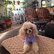 Hannahbanana is registered to the contest to win money with this photo: dog, poodle, small_dog, fluffy_fur, purple_shirt, throw_blanket, couch, living_room, indoor_plants, plant_shelf, flower_pot, wooden_chairs, dining_table, mirror, stool, hardwood_floor, cozy, pet, portrait, home_interior