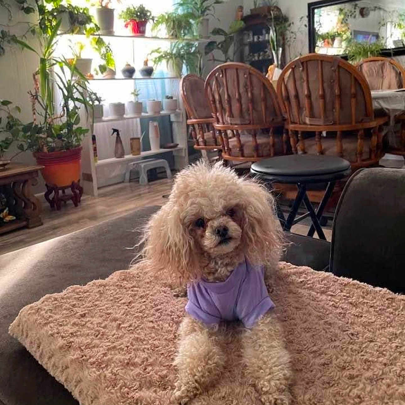 Hannahbanana is registered to the contest to win money with this photo: couch, cozy, dining_table, dog, flower_pot, fluffy_fur, hardwood_floor, home_interior, indoor_plants, living_room, mirror, pet, plant_shelf, poodle, portrait, purple_shirt, small_dog, stool, throw_blanket, wooden_chairs