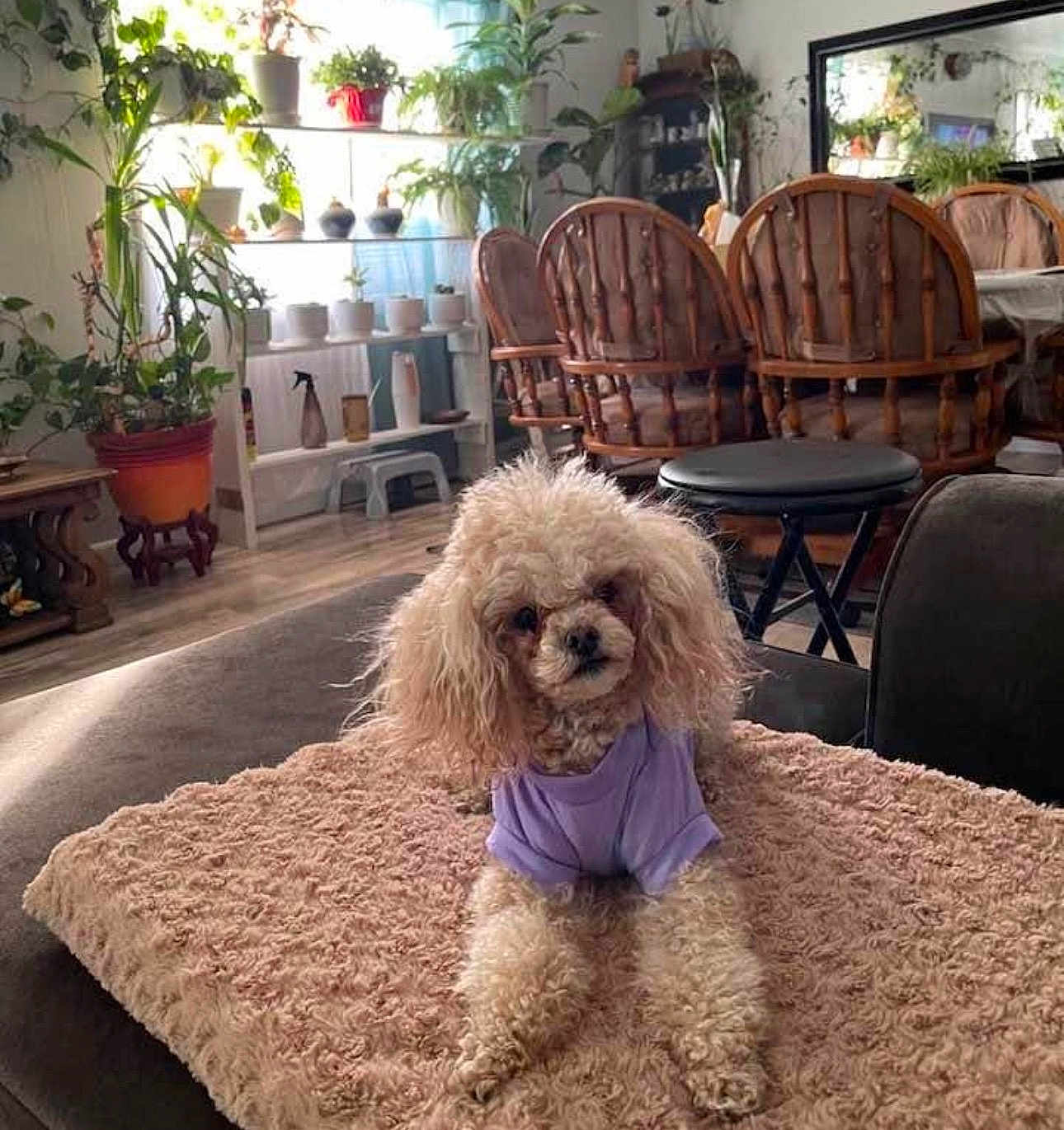Hannahbanana is registered to the contest to win money with this photo: dog, poodle, small_dog, fluffy_fur, purple_shirt, throw_blanket, couch, living_room, indoor_plants, plant_shelf, flower_pot, wooden_chairs, dining_table, mirror, stool, hardwood_floor, cozy, pet, portrait, home_interior