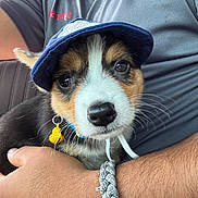 Milo is registered to the contest to win money with this photo: adorable, animal, arm, black_fur, bracelet, brown_fur, close_up, collar, cute, cute_pet, dog, fur, hat, indoor, person, pet, portrait, puppy, whiskers, white_fur