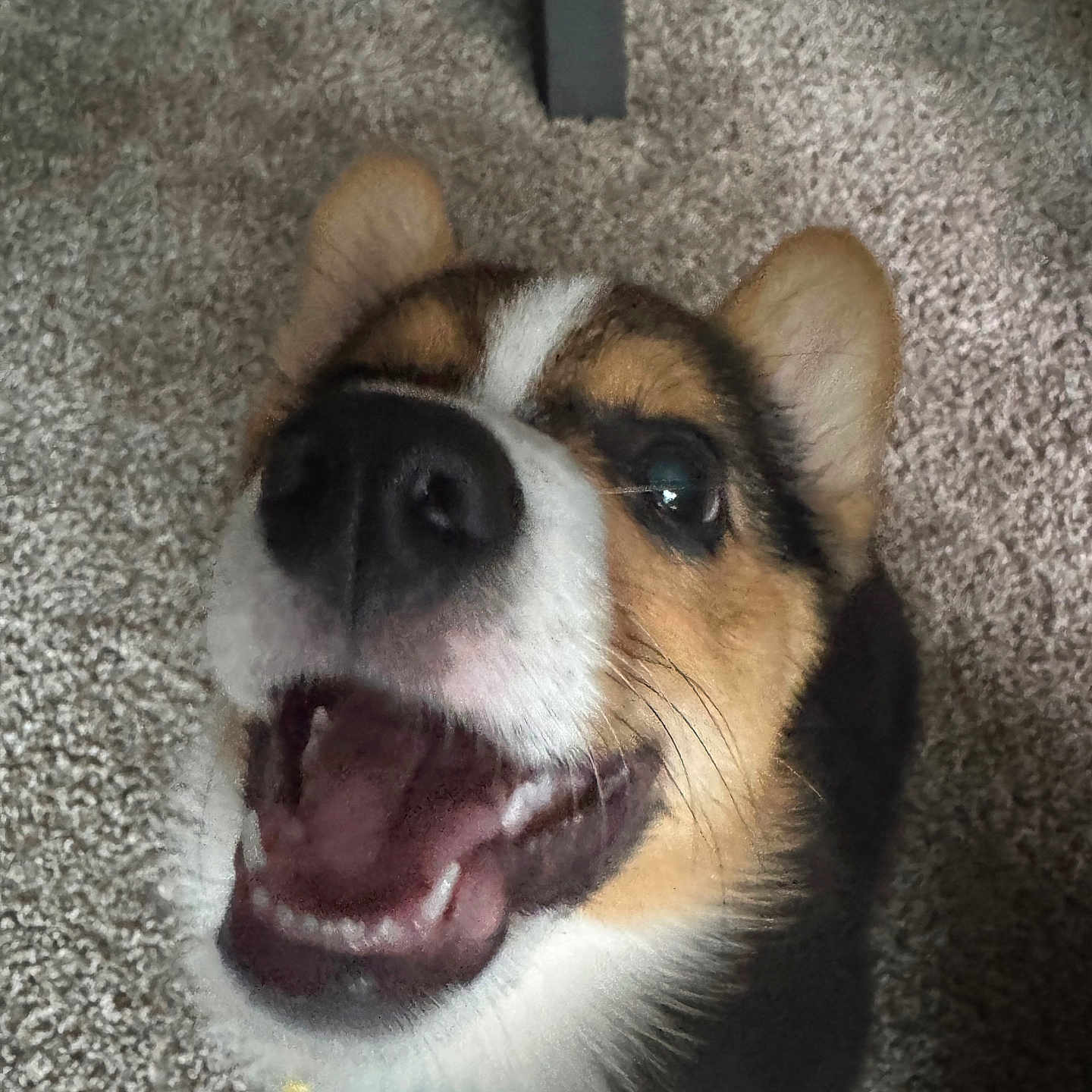 Milo joined the competition — help win amazing prizes! animal, canine, carpet, close_up, companion, dog, domestic, ears, expression, friend, fur, happy, indoor, looking_up, mouth_open, nose, pet, playful, smiling, whiskers